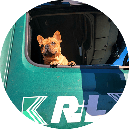 RL Pup in a truck
