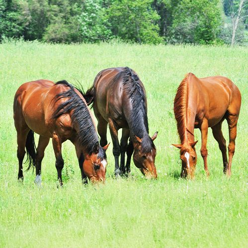 ocala-global-horses-in-florida